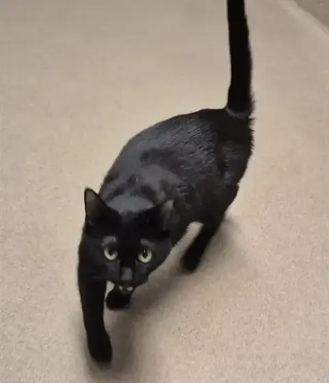 Pepper