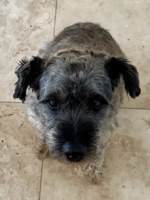 Hypoallergenic Mini Schnauzer Pup Girl Twinkles photo 4