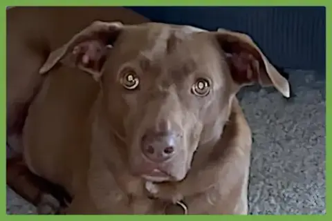 Patty