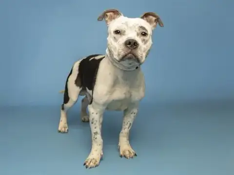 Frank