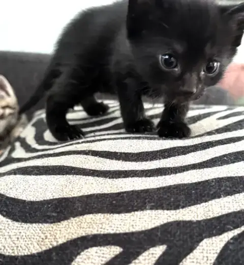Momma Honey'S Litter: Pumpernickel photo 2