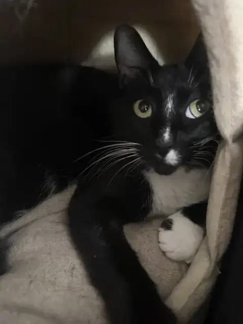 Jack Be Nimble photo 2