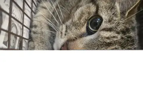 Cleo