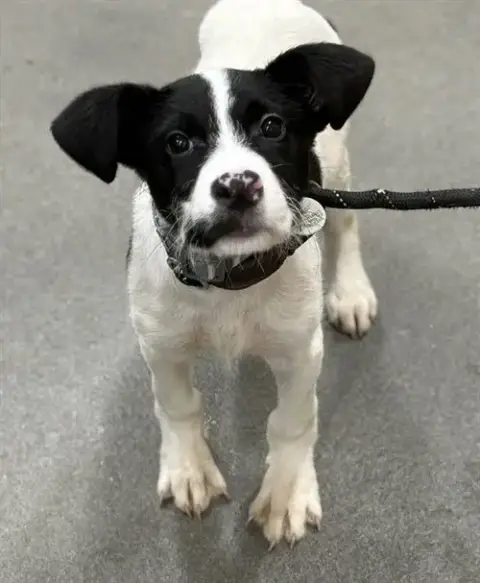 *Otis