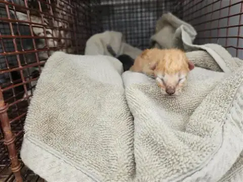 A655039