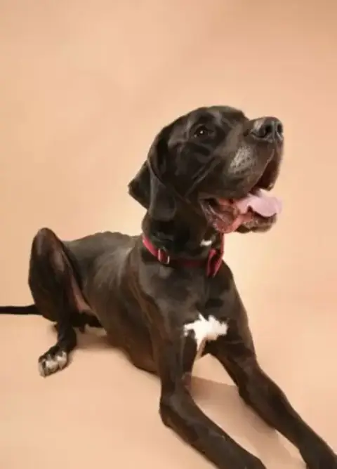 Creek Adoption Pending!