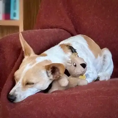 Georgie photo 4