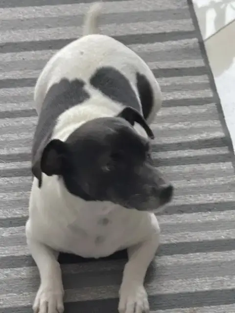 Tobi Jr Aka Oreo photo 3