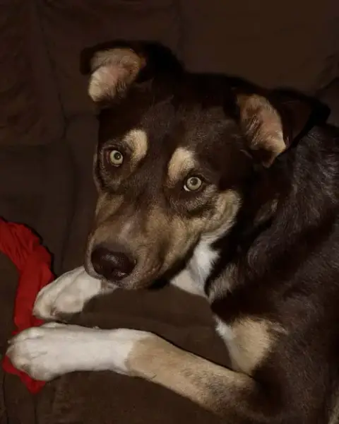 Mowgli photo 5