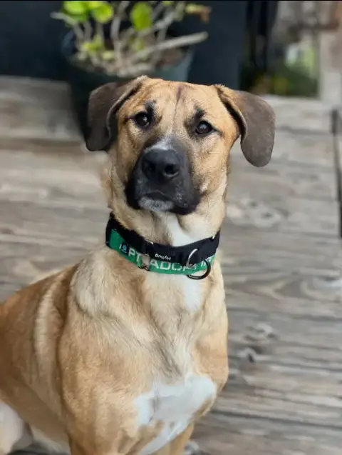 Rex photo 2
