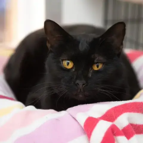 Onyx