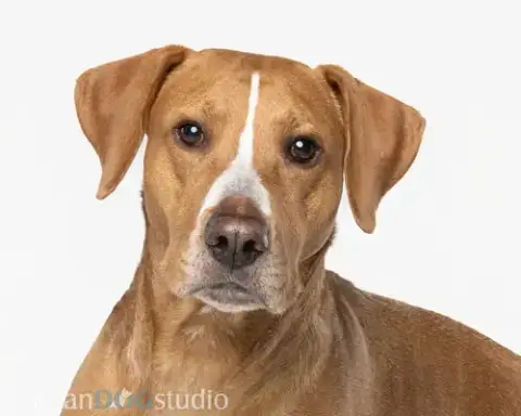 Cooper photo 4