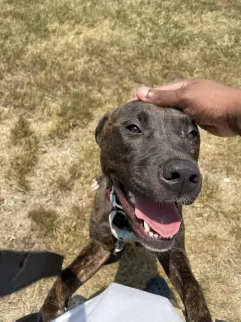 Pepper photo 2