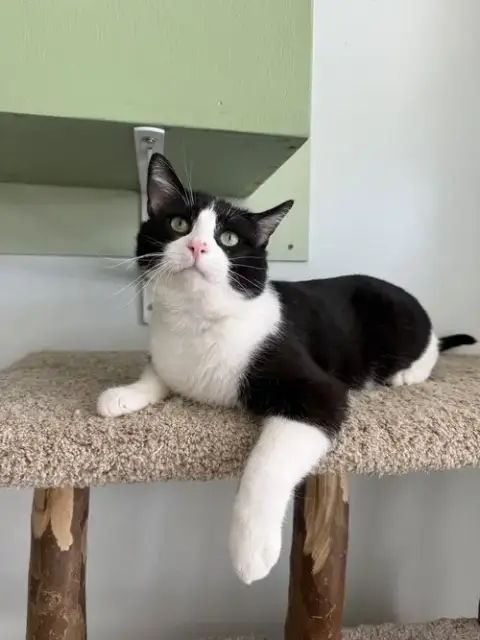 Tony