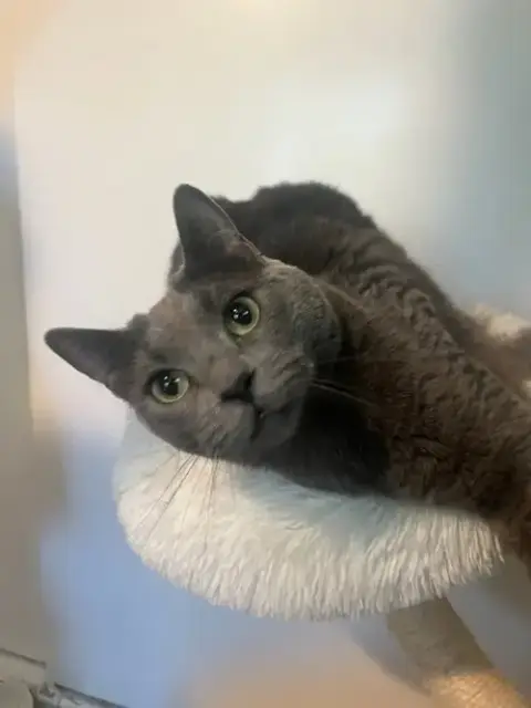 Tia