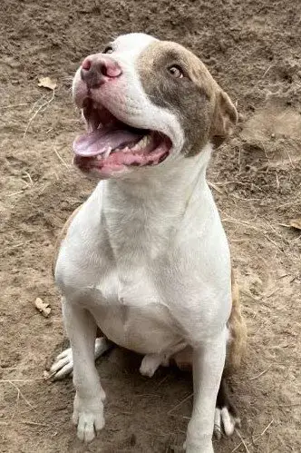 Bronco photo 3