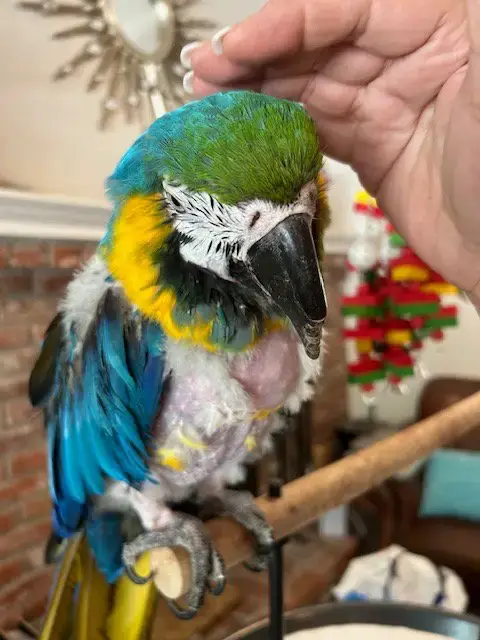 Gizmo photo 2