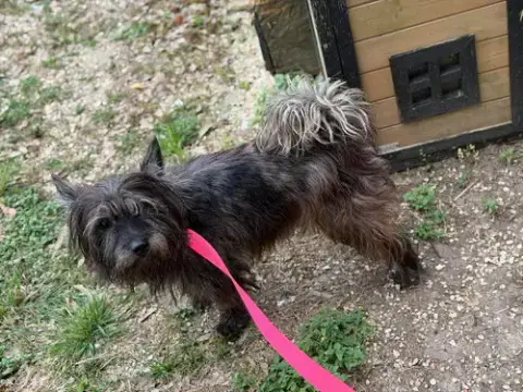 Wicket