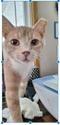 Sammy