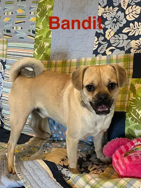 Bandit photo 2