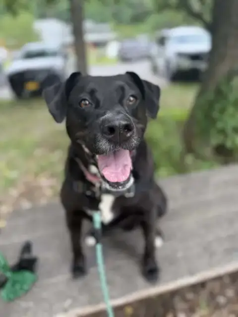 Bagheera