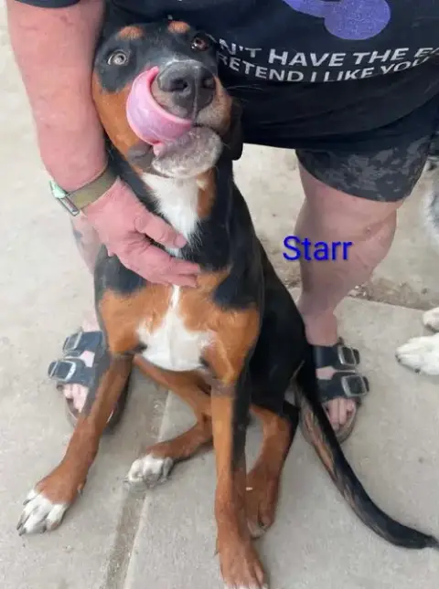 Star Adopt Or Foster photo 2