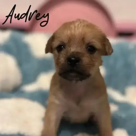 Audrey