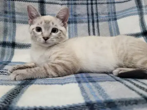 Stripe photo 3