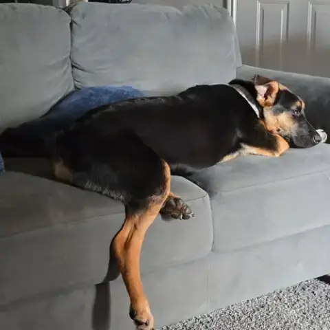Riley Iii photo 4
