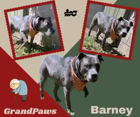Barney