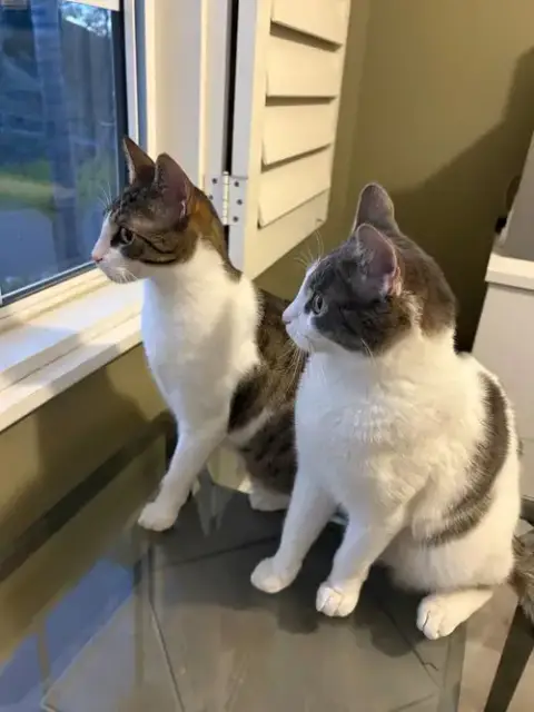 Goose And Russo photo 2