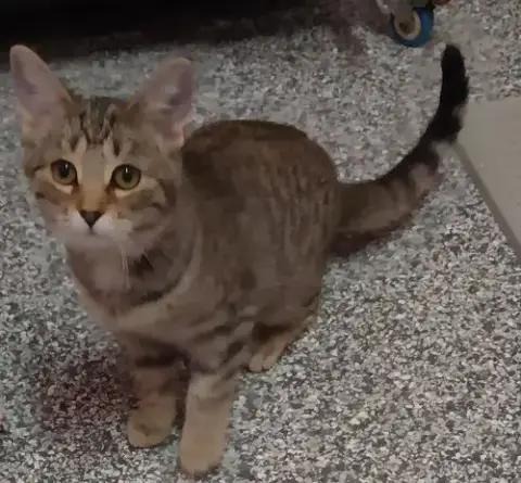 Aurora *In Foster*