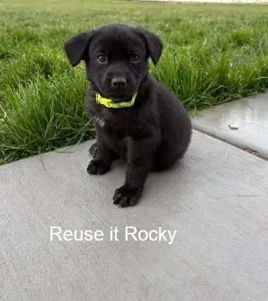 Reuse It Rocky