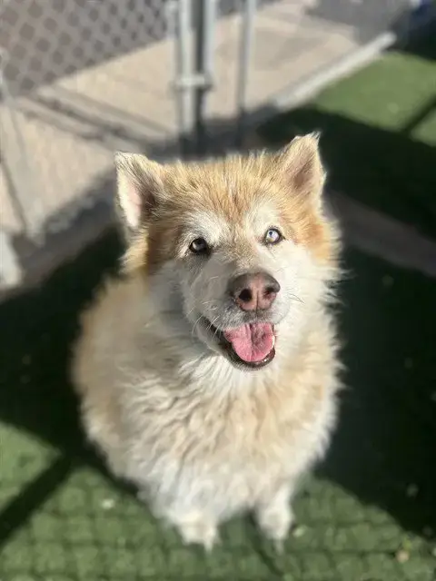 Teddy