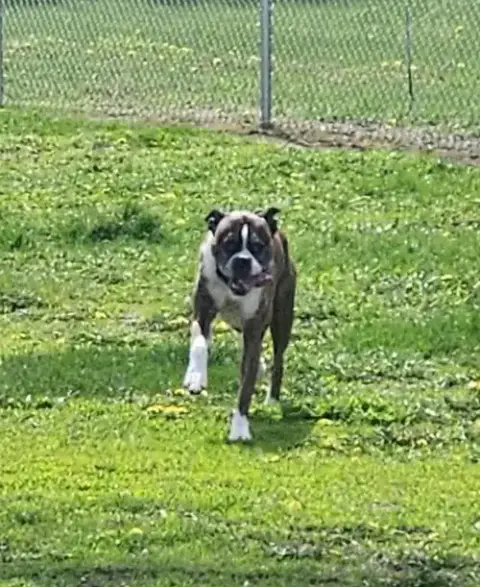 Rocko photo 4