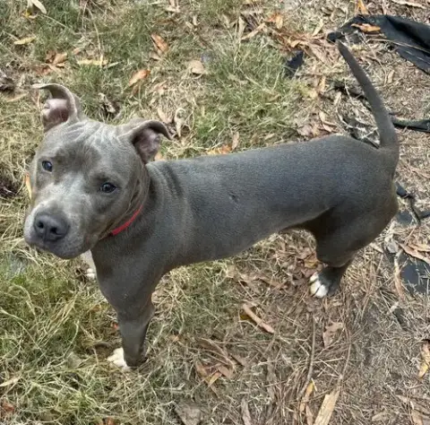 Ringo Cp photo 3