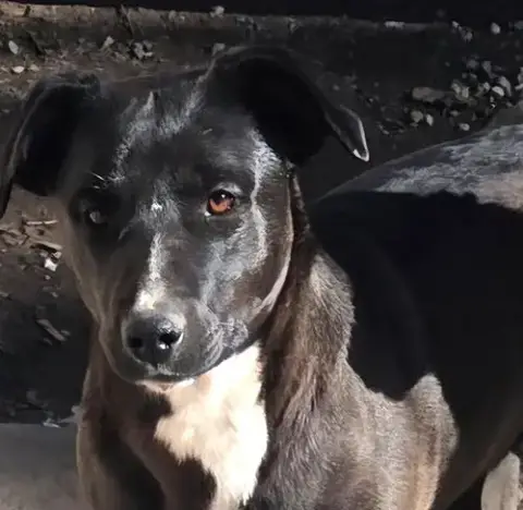Taos