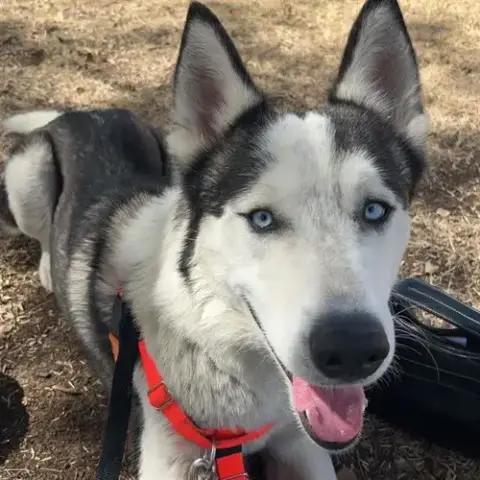 Luca
