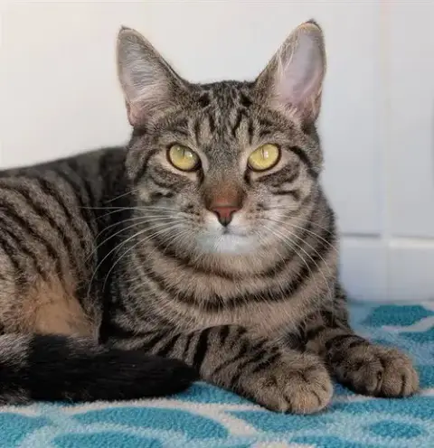 Bowie