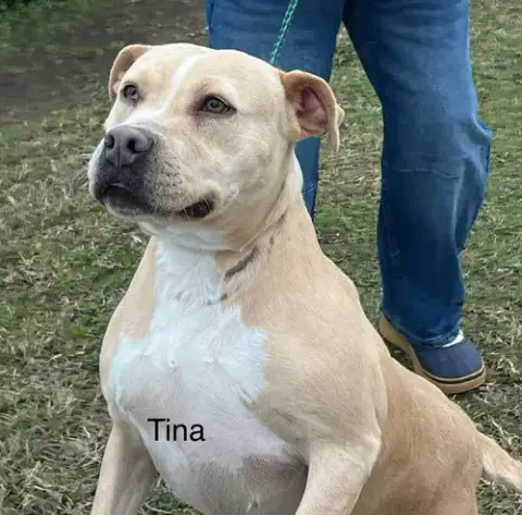 Tina photo 4