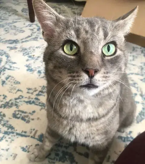 Asher