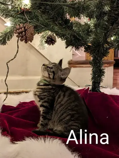Alina photo 3