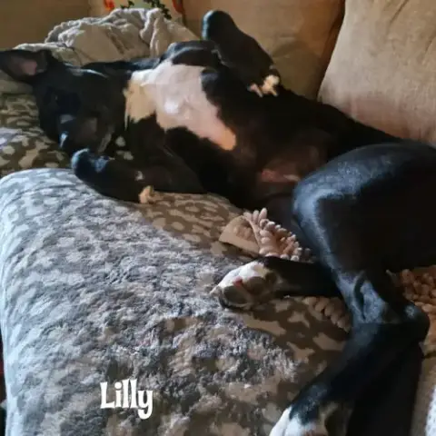 Lilly photo 3