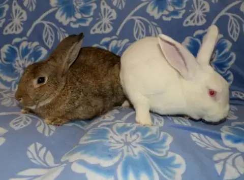 Lamar And Luther