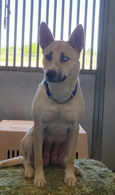 Elsie