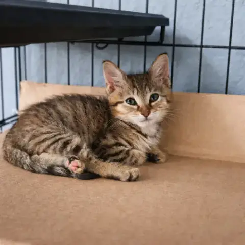 Penny