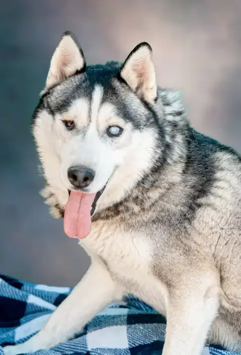Captain Lobo
