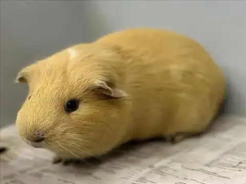 Bob
