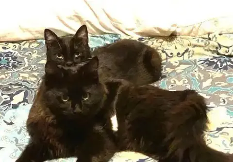 Zz-Little Kitten photo 2