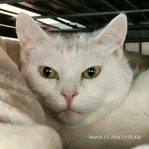 Peaches photo 2
